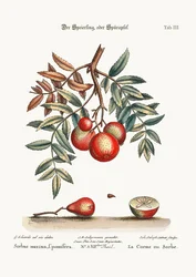 O serviço da Apple, 1749-73